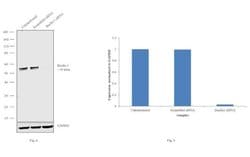 Invitrogen Beclin 1 Monoclonal Antibody (2A4) 100 &mu;L; Unconjugated:Antibodies,