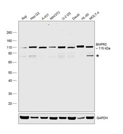 BMPR2 Monoclonal Antibody (3F6F8), Invitrogen 100 &mu;g; Unconjugated:Antibodies,