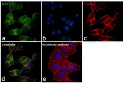 Invitrogen EEF2 Monoclonal Antibody (5B6) 100 &mu;L; Unconjugated:Antibodies,
