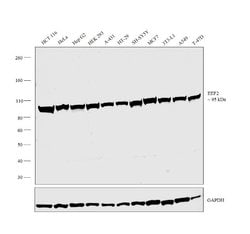Invitrogen EEF2 Monoclonal Antibody (5B6) 100 &mu;L; Unconjugated:Antibodies,