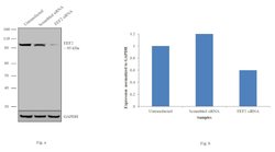 Invitrogen EEF2 Monoclonal Antibody (5B6) 100 &mu;L; Unconjugated:Antibodies,