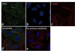 Invitrogen GRK2 Monoclonal Antibody (3F8) 100 &mu;L; Unconjugated:Antibodies,