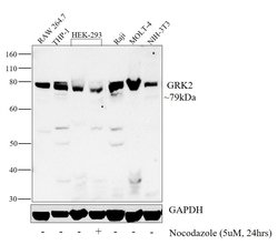 Invitrogen GRK2 Monoclonal Antibody (3F8) 100 &mu;L; Unconjugated:Antibodies,