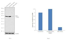 Invitrogen GRK2 Monoclonal Antibody (3F8) 100 &mu;L; Unconjugated:Antibodies,