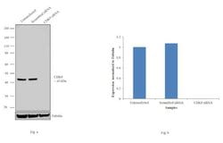 Invitrogen CDK9 Monoclonal Antibody (1B5A7) 100 &mu;L; Unconjugated:Antibodies,