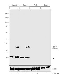 Invitrogen APOE Monoclonal Antibody (1H4) 100 &mu;L; Unconjugated:Antibodies,