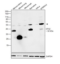 Invitrogen OTX2 Monoclonal Antibody (1H12G8B2) 100 &mu;L; Unconjugated:Antibodies,