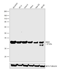 Invitrogen SMN1 Monoclonal Antibody (2F1) 100 &mu;L; Unconjugated:Antibodies,