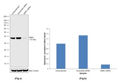 Invitrogen SMN1 Monoclonal Antibody (2F1) 100 &mu;L; Unconjugated:Antibodies,