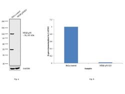 Invitrogen NFkB p50/p105 Monoclonal Antibody (5D10) 100 &mu;L; Unconjugated:Antibodies,
