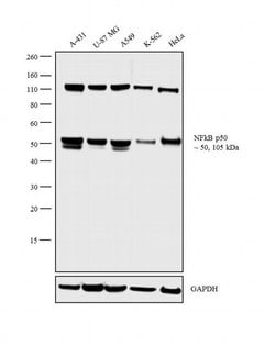 Invitrogen NFkB p50/p105 Monoclonal Antibody (5D10) 100 &mu;L; Unconjugated:Antibodies,