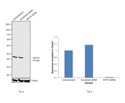 Invitrogen Cytokeratin 19 Monoclonal Antibody (1H6) 100 &mu;L | Buy Online | Invitrogen&trade; | Fisher Scientific