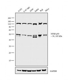 Invitrogen NFkB p50 Monoclonal Antibody (5D10D11) 100 &mu;g; Unconjugated:Antibodies,