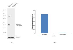 Invitrogen NFkB p50 Monoclonal Antibody (5D10D11) 100 &mu;g; Unconjugated:Antibodies,