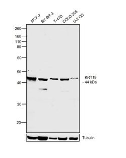 Invitrogen Cytokeratin 19 Monoclonal Antibody (4E8) 100 &mu;L; Unconjugated:Antibodies,