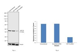 Invitrogen Cytokeratin 19 Monoclonal Antibody (4E8) 100 &mu;L; Unconjugated:Antibodies,