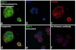 Invitrogen MMP9 Monoclonal Antibody (5G3) 100 &mu;L; Unconjugated:Antibodies,