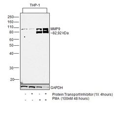 Invitrogen MMP9 Monoclonal Antibody (5G3) 100 &mu;L; Unconjugated:Antibodies,