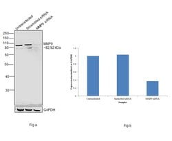 Invitrogen MMP9 Monoclonal Antibody (5G3) 100 &mu;L; Unconjugated:Antibodies,
