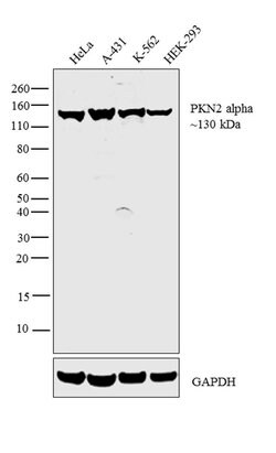Invitrogen PKN2 Monoclonal Antibody (1D1) 100 &mu;L; Unconjugated:Antibodies,