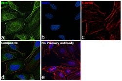 Invitrogen Prohibitin Monoclonal Antibody (5H7) 100 &mu;L; Unconjugated:Antibodies,