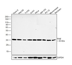 Invitrogen Prohibitin Monoclonal Antibody (5H7) 100 &mu;L; Unconjugated:Antibodies,