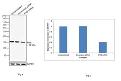 Invitrogen Prohibitin Monoclonal Antibody (5H7) 100 &mu;L; Unconjugated:Antibodies,