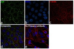 Invitrogen gamma Catenin Monoclonal Antibody (4C12) 100 &mu;L; Unconjugated:Antibodies,