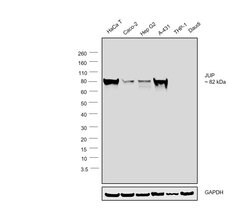 Invitrogen gamma Catenin Monoclonal Antibody (4C12) 100 &mu;L; Unconjugated:Antibodies,