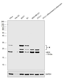 Invitrogen UBC9 Monoclonal Antibody (1B10) 100 &mu;L; Unconjugated:Antibodies,