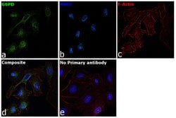 Invitrogen G6PD Monoclonal Antibody (5E12) 100 &mu;L; Unconjugated:Antibodies,