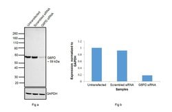 Invitrogen G6PD Monoclonal Antibody (5E12) 100 &mu;L; Unconjugated:Antibodies,