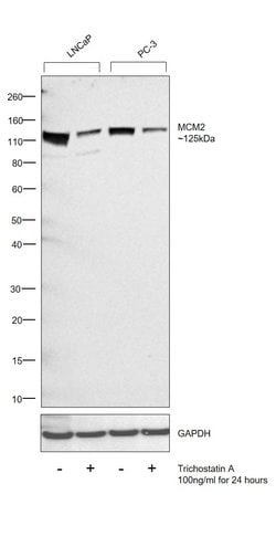 Invitrogen MCM2 Monoclonal Antibody (1E7) 100 &mu;L; Unconjugated:Antibodies,