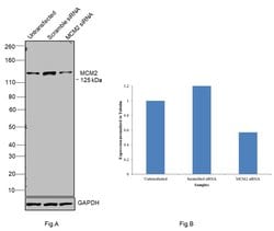 Invitrogen MCM2 Monoclonal Antibody (1E7) 100 &mu;L; Unconjugated:Antibodies,