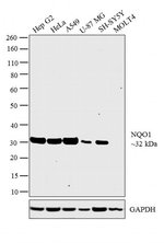 Thumbnail_NQO1 Monoclonal Antibody (4D12), Invitrogen 100 &mu;L; Unconjugated:Antibodies,