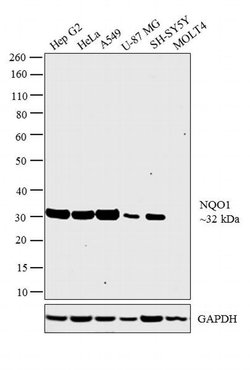 NQO1 Monoclonal Antibody (4D12), Invitrogen 100 &mu;L; Unconjugated:Antibodies,