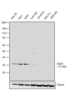 Invitrogen NQO1 Monoclonal Antibody (1A11) 100 &mu;L; Unconjugated:Antibodies,