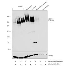 Invitrogen ABCA1 Monoclonal Antibody (HJ1) 100 &mu;L; Unconjugated:Antibodies,