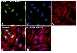 TERT Monoclonal Antibody (2D8):Antibodies, Monoclonal