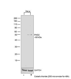 Invitrogen PHD2 Monoclonal Antibody (366G/76/3) 100 &mu;L; Unconjugated:Antibodies,