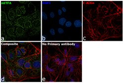 TFAM Monoclonal Antibody (18G102B2E11):Antibodies, Monoclonal