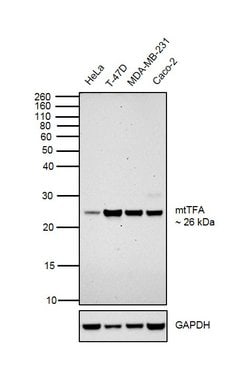 TFAM Monoclonal Antibody (18G102B2E11):Antibodies, Monoclonal