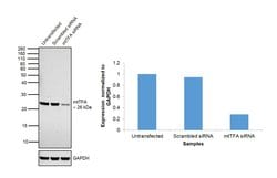 TFAM Monoclonal Antibody (18G102B2E11):Antibodies, Monoclonal