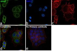 Invitrogen OPA1 Monoclonal Antibody (1E8-1D9) 100 &mu;L; Unconjugated:Antibodies,