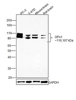 Invitrogen OPA1 Monoclonal Antibody (1E8-1D9) 100 &mu;L; Unconjugated:Antibodies,