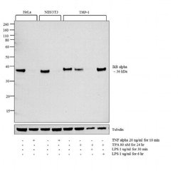 Invitrogen IkB alpha Monoclonal Antibody (6A920) 100 &mu;g; Unconjugated:Antibodies,