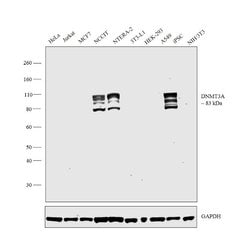 Invitrogen DNMT3A Monoclonal Antibody (64B1446) 100 &mu;g; Unconjugated:Antibodies,