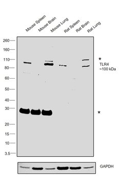 Invitrogen TLR4 Monoclonal Antibody (76B357.1) 100 &mu;g; Unconjugated:Antibodies,