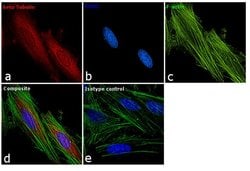 Invitrogen beta Tubulin Loading Control Monoclonal Antibody (BT7R), Alexa