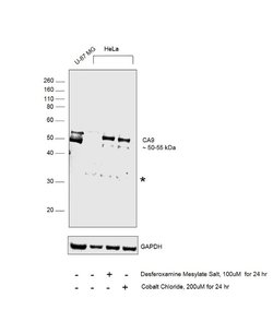 Invitrogen Carbonic Anhydrase IX Monoclonal Antibody (GT12) 100 &mu;L;